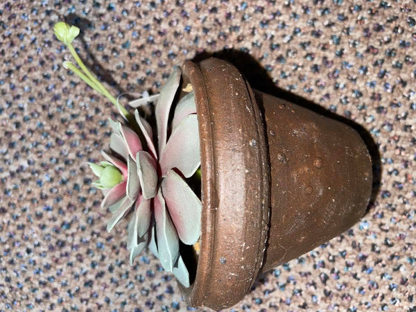 Succulent potted Plant