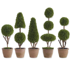 CYPRESS TOPIARY TREES IN POT 5 Styles