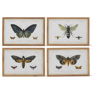 ASSORTED 23.625 INCH INSECTS PRINTS W/BROWN WOOD FRAME (4 STYLES)