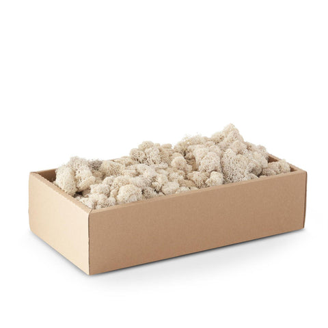 Box of Cream Reindeer Moss