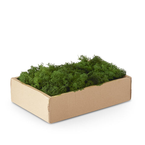 Box of Green Reindeer Moss