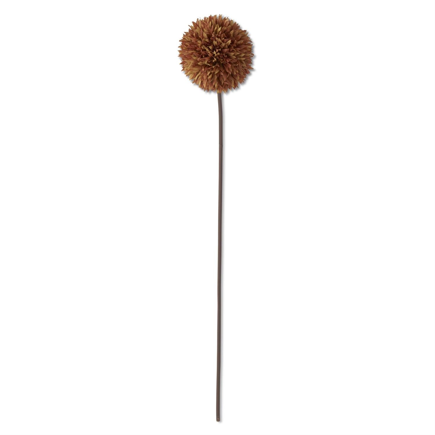 31 Inch Brown Allium Stem