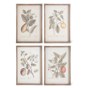 17.75 Inch Assorted Wood Framed Fruit Prints (4 Styles)