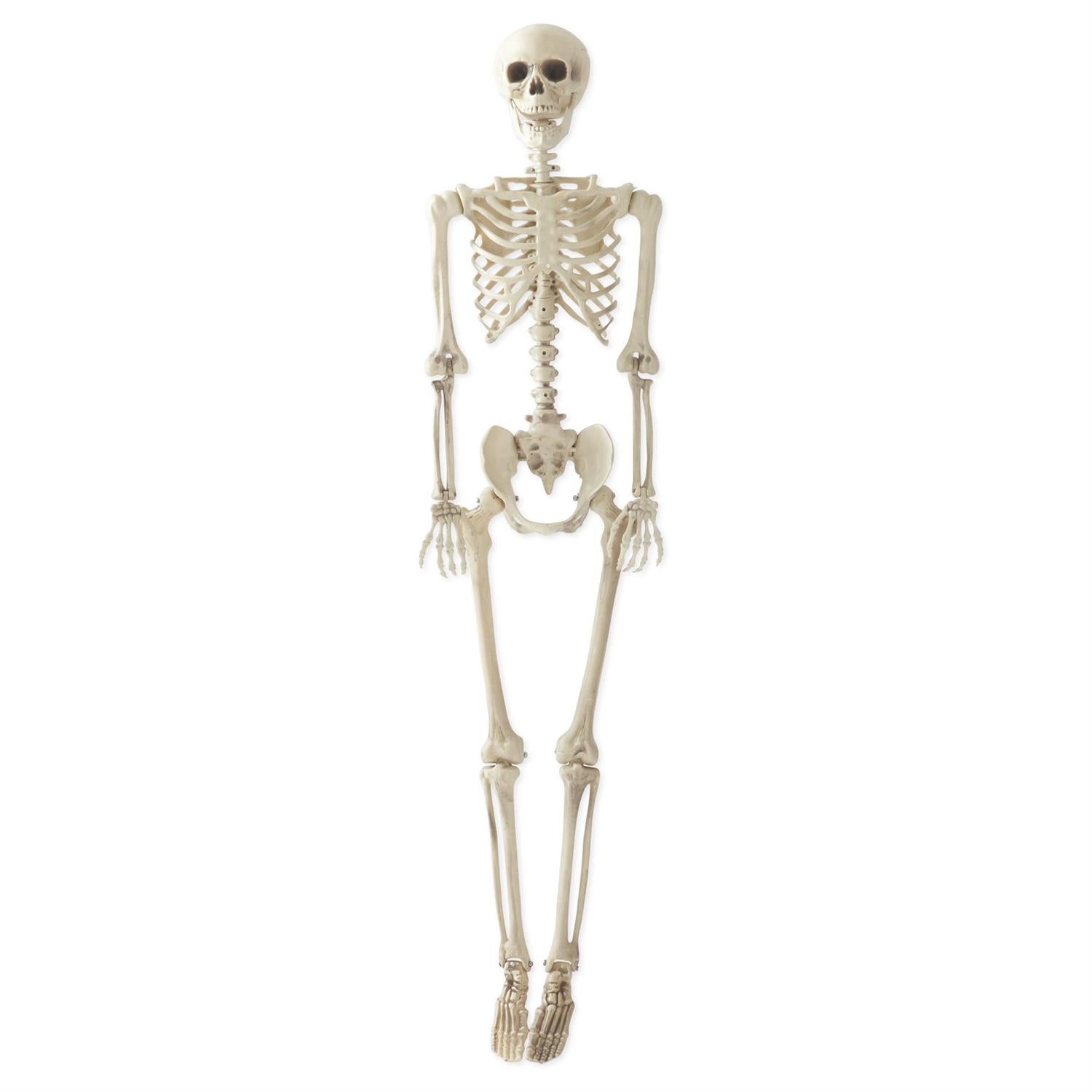 65 Inch Large Posable Skeleton Man