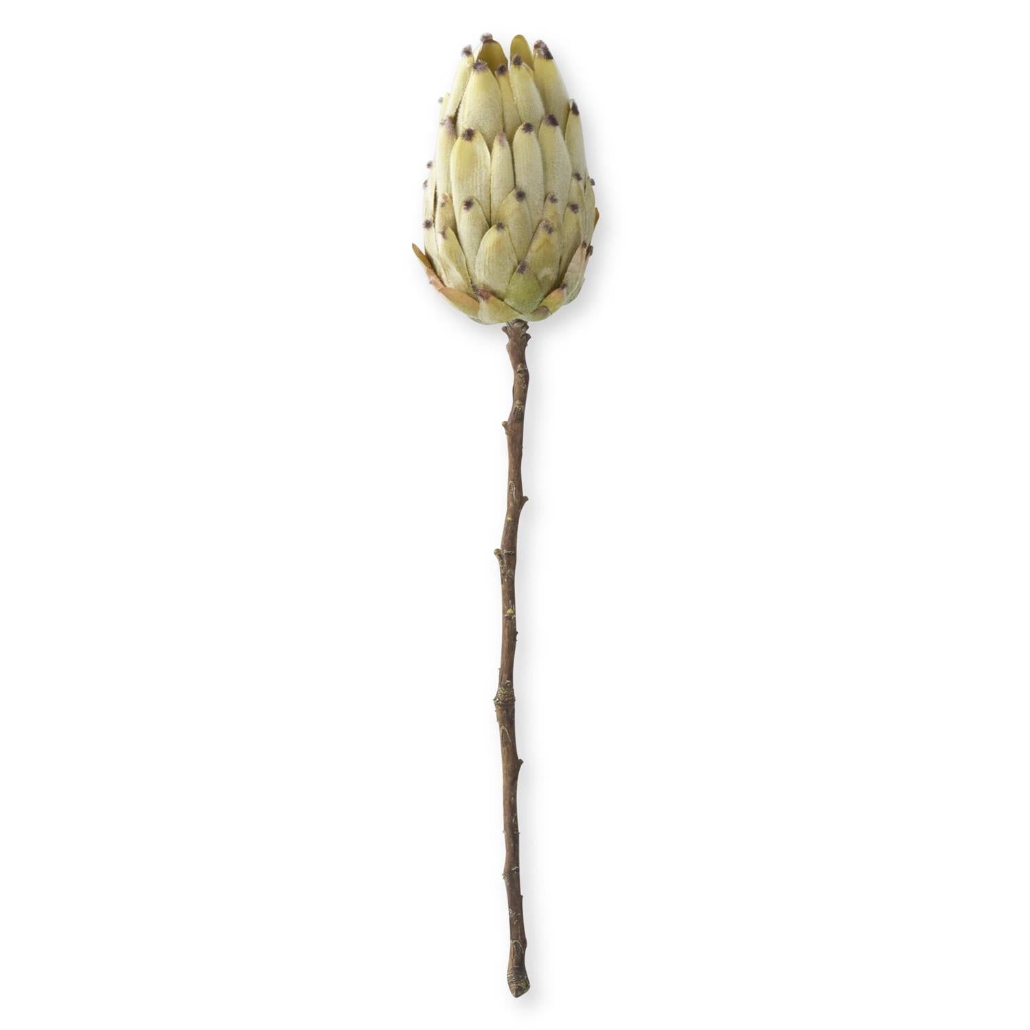 22 Inch Flocked Cream King Protea Stem