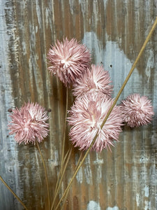 Pink Poms Botanica