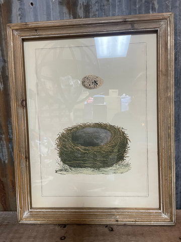 Egg and Nest Drawing Framed