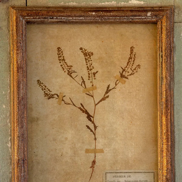 Grand Botanical Collection Prints~ Pick up only item