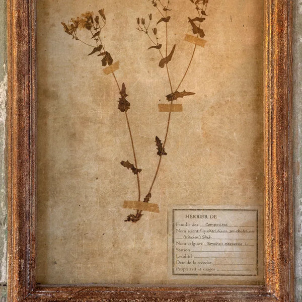 Grand Botanical Collection Prints~ Pick up only item