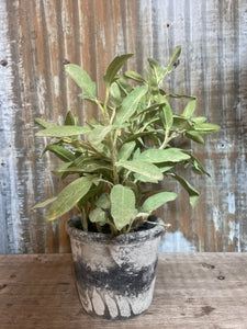 artificial herb plants in pots Faux Herb Pot