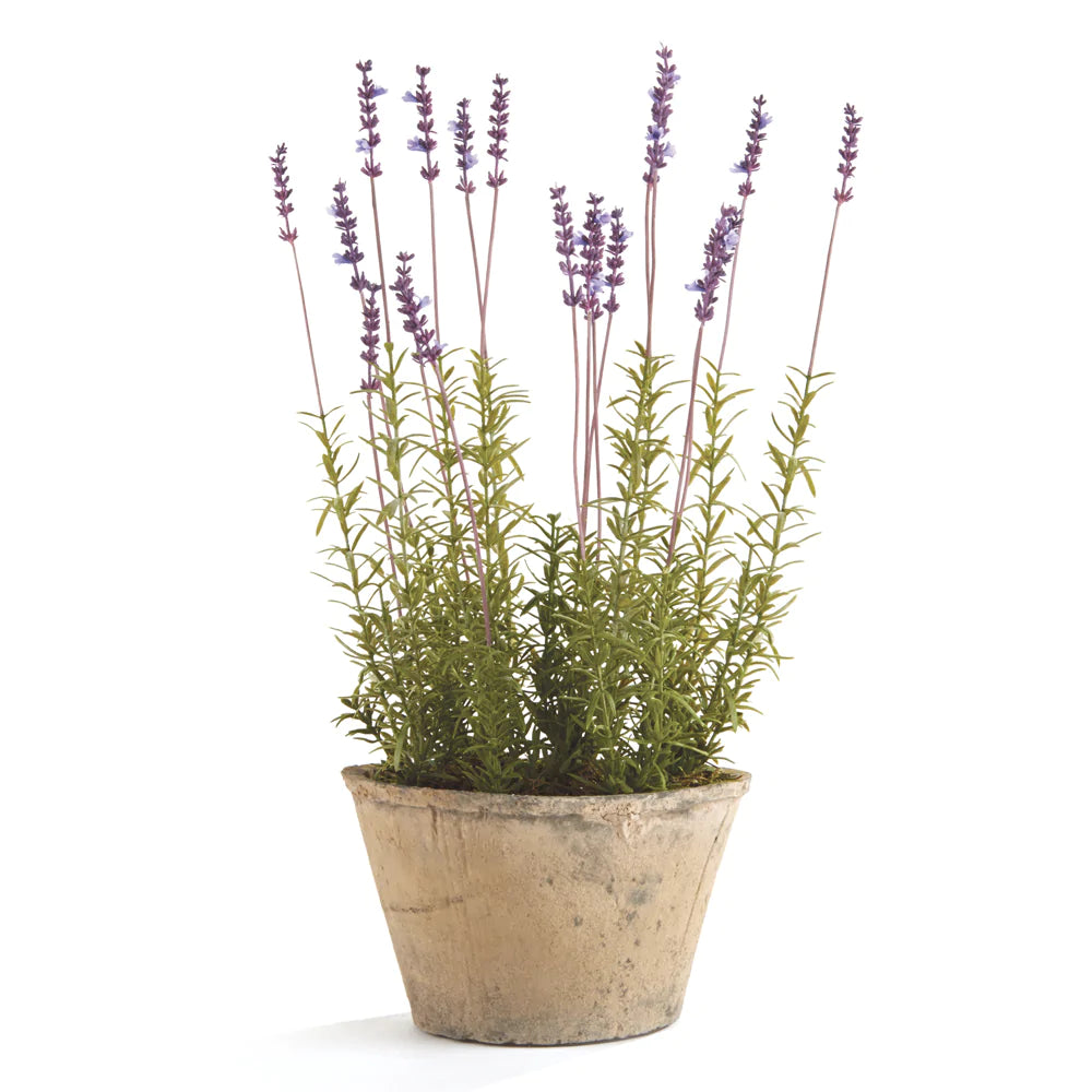 French Lavender Potted  17"