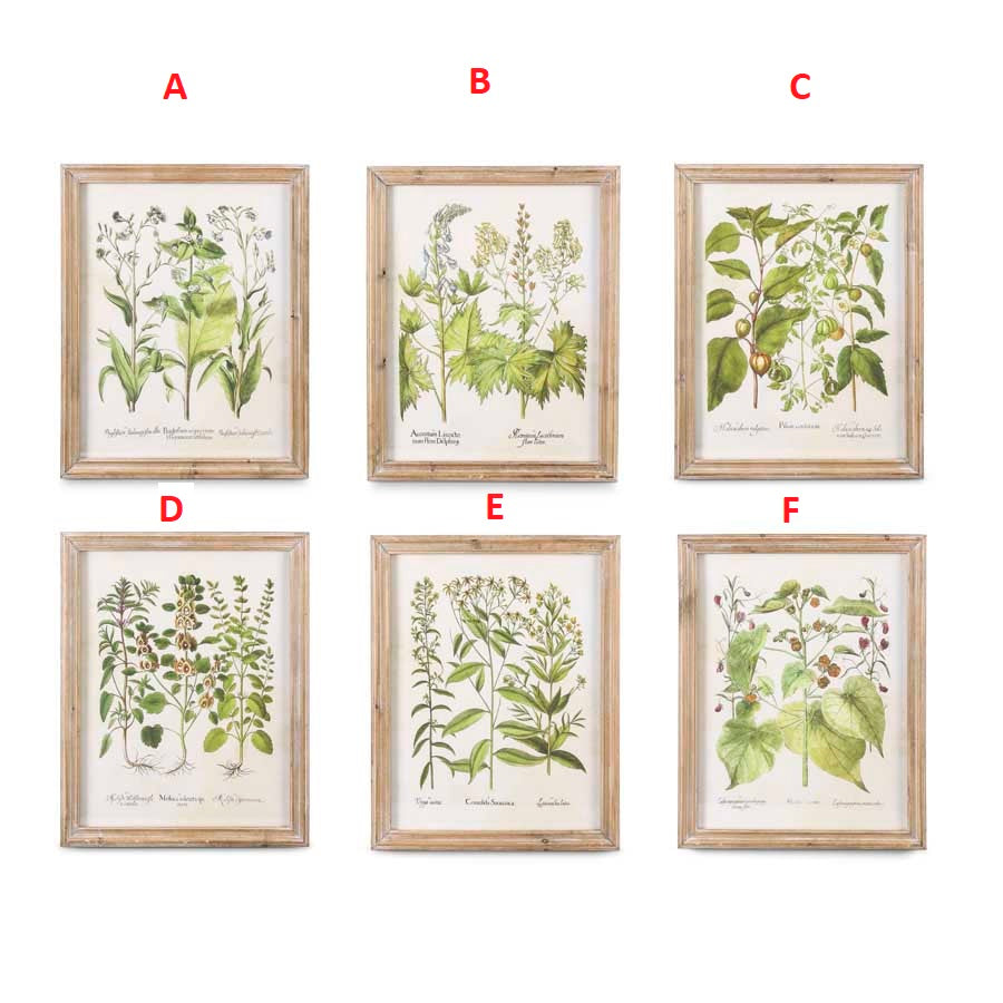 Assorted Botanical Prints in Natural Wood Frames, 6 Styles
