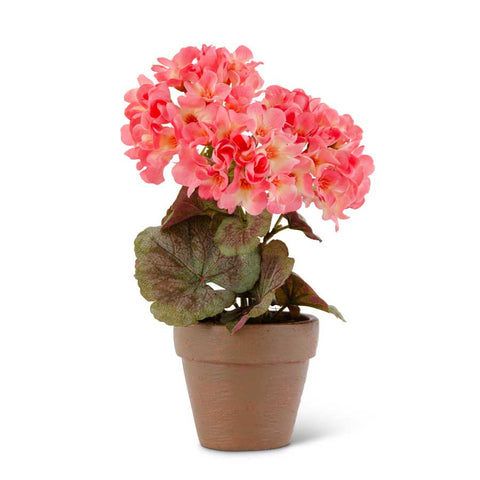 9 inch Pink Geranium in pot