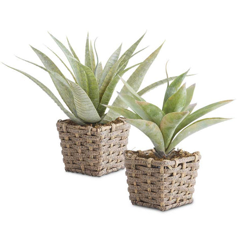 Agave Plant in Basket - Medium