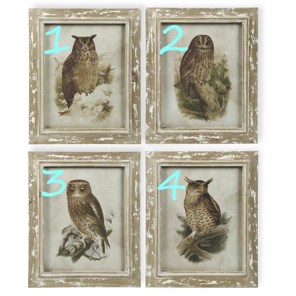Distressed Wood Framed Owl Prints (4 Styles)