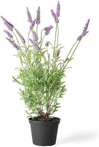 French Lavender Drop In 18"