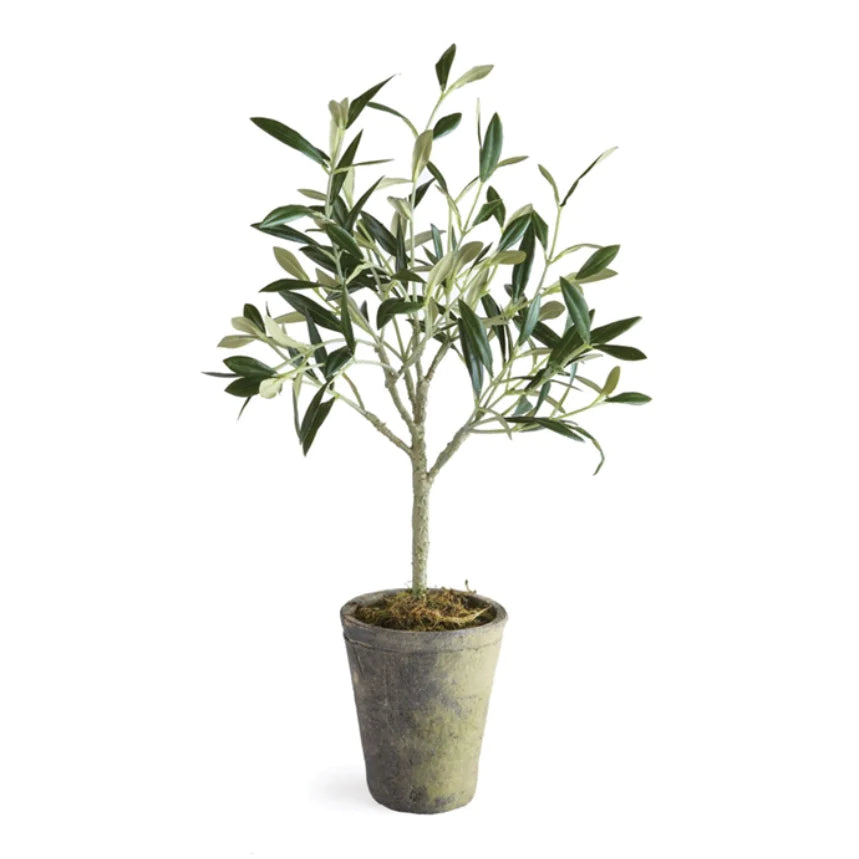 17" Olive Tree Potted