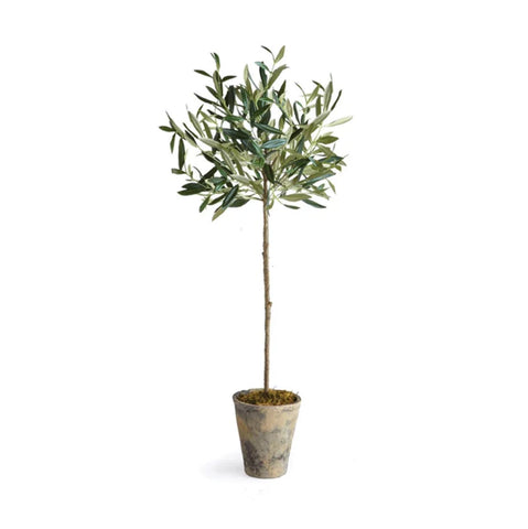 Olive Tree Potted 30"